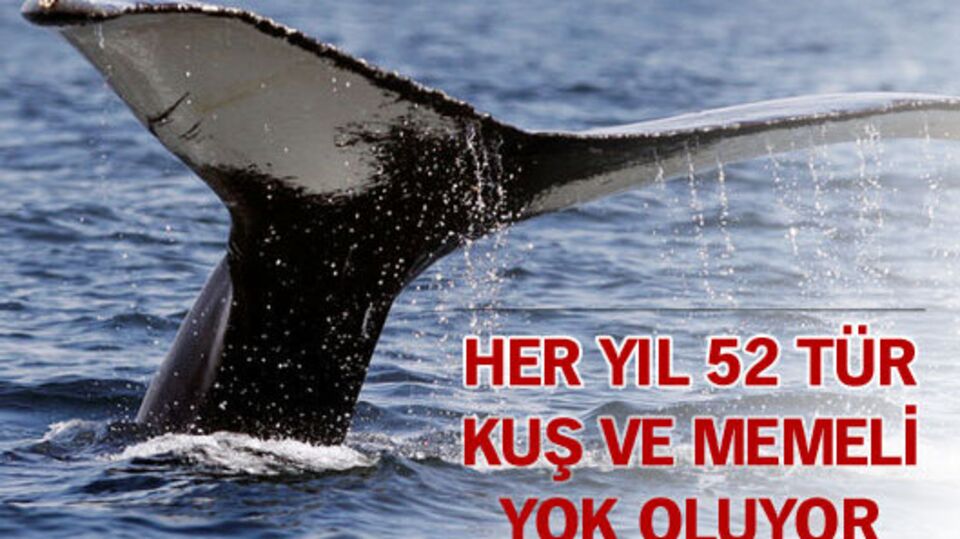 Her yıl 52 tür kuş ve memeli yok oluyor