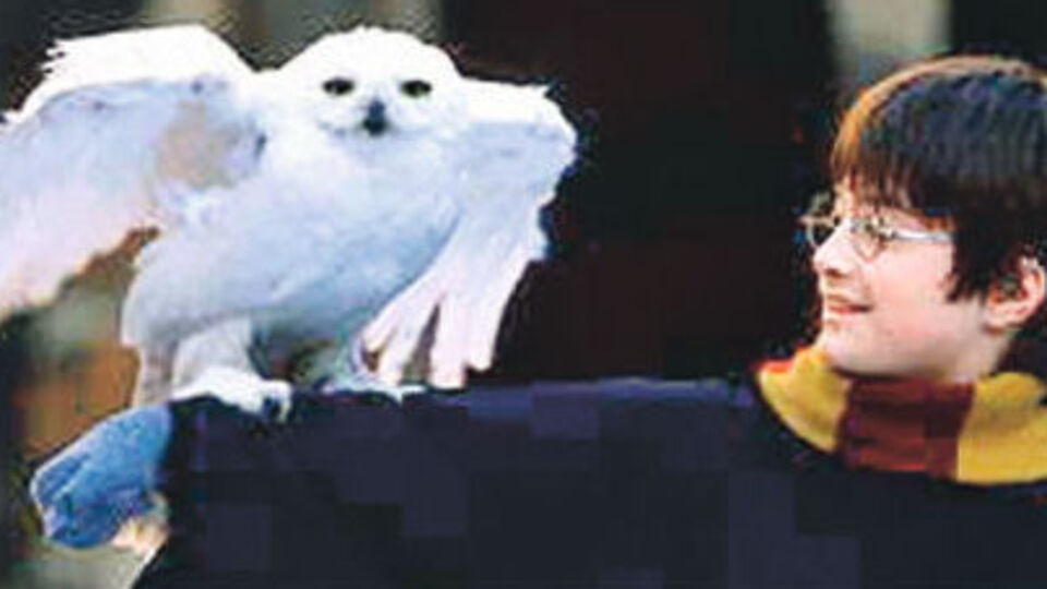Harry Potter serisi baykuşları tehlikeye soktu