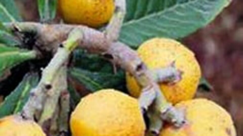 Hamile kadınların ilacı muşmula