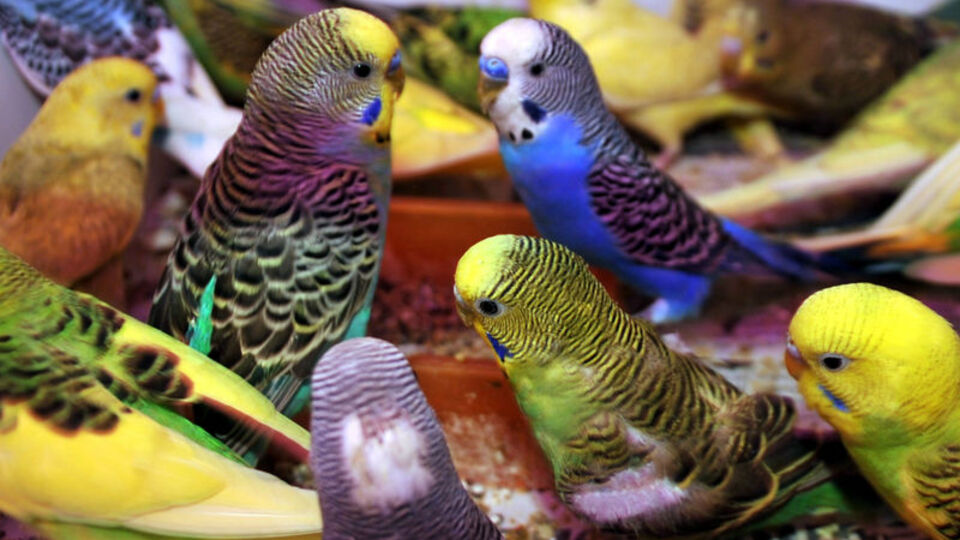 Muhabbetin cezası ağır oldu