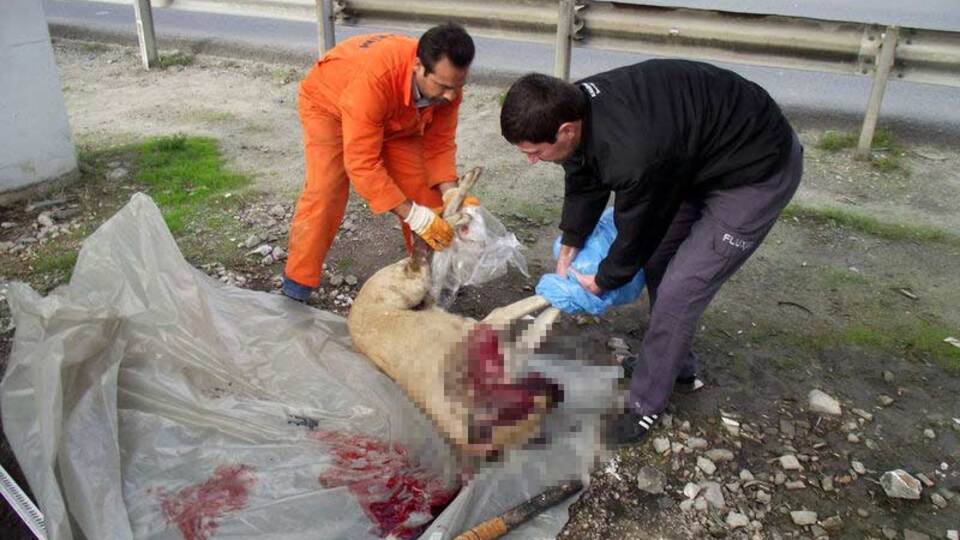 Reis'i demir sopayla döverek öldürdüler