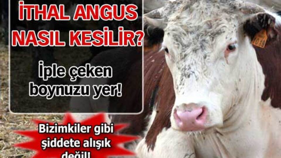 İthal Angus nasıl kesilir?