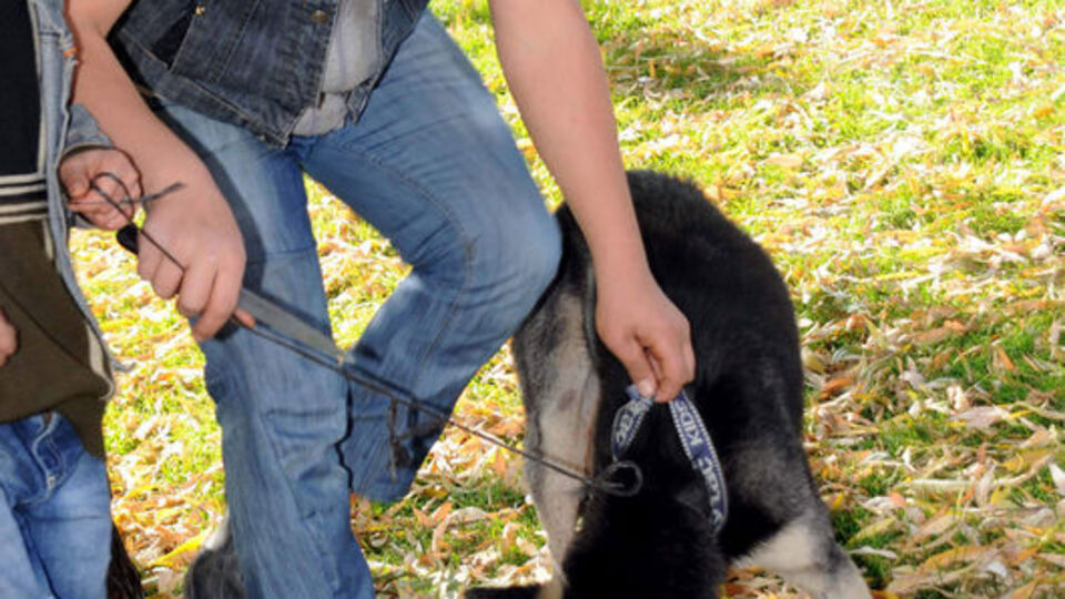 Kurban diye köpeği keseceklerdi