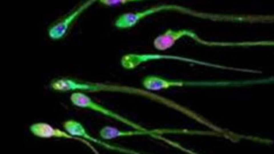 Erkekler! Sperm sayınız düşebilir!