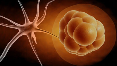 Kök hücreden pankreas ve bağırsak dokusu!