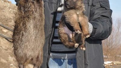 Edirne'deki dev farenin sırrı çözüldü