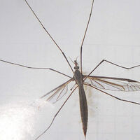 Yazınız kâbus olabilir!