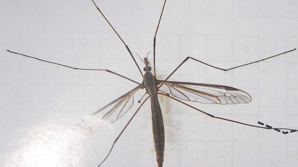 Yazınız kâbus olabilir!