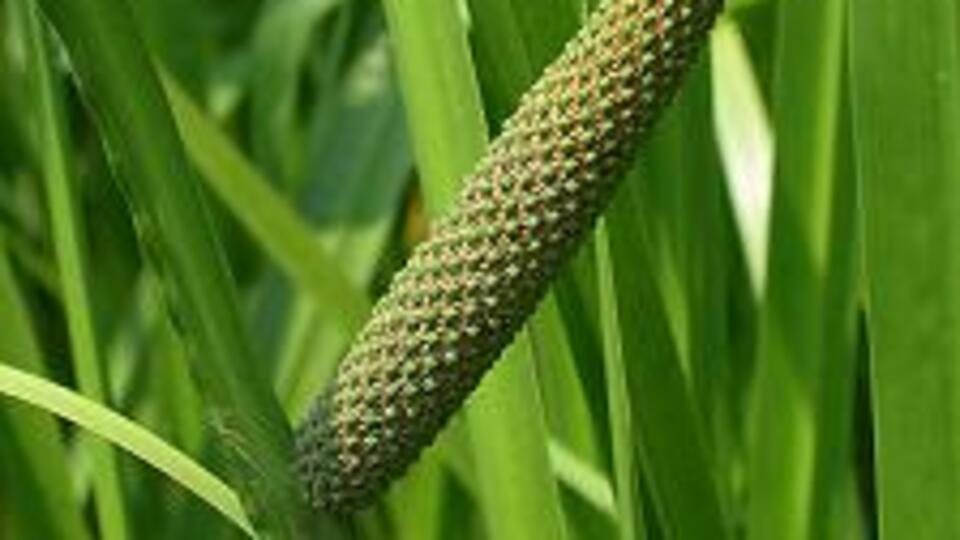 Sigara bıraktıran ot