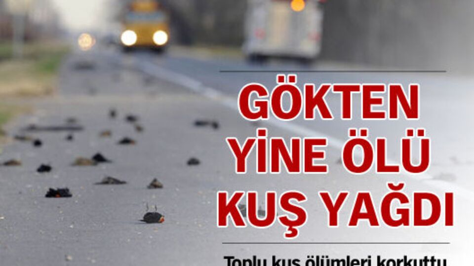 ABD'de yine gökten kuş yağdı