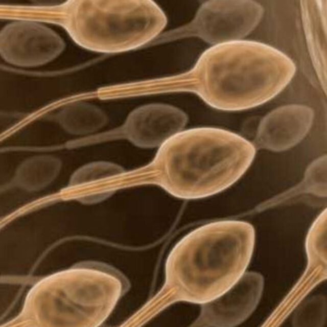 Sperm kalitesini düşüren içki!