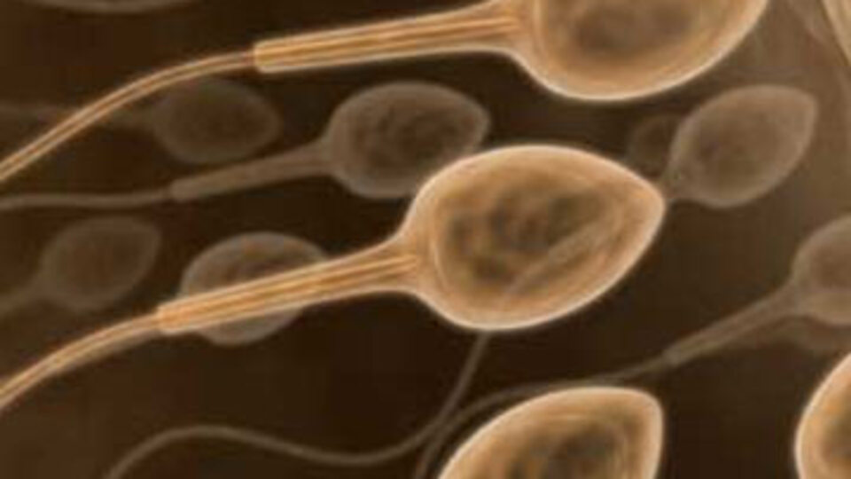 Sperm kalitesini düşüren içki!