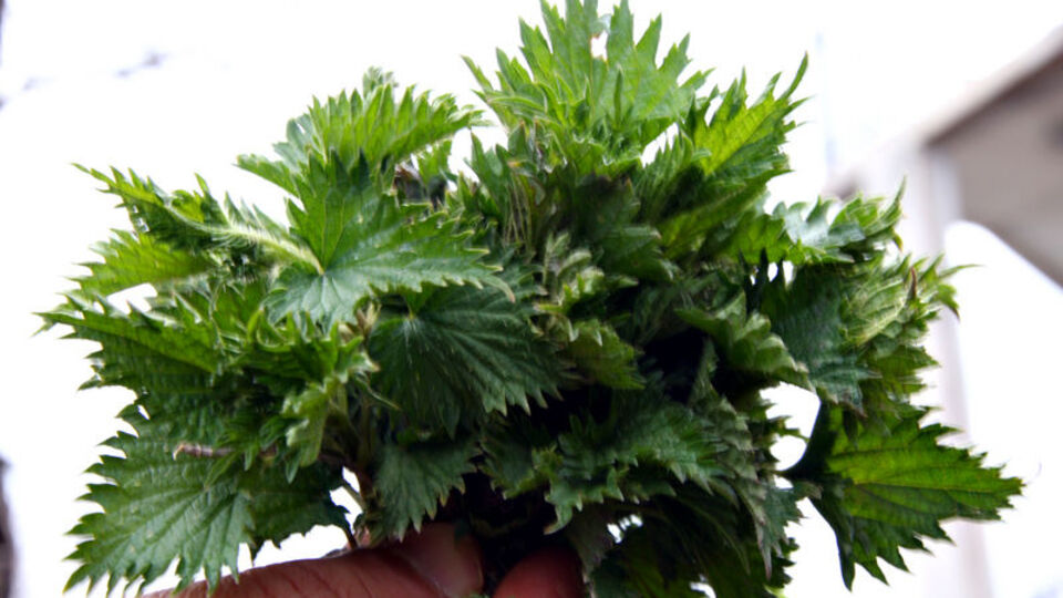 Cinsel gücü artırıyor