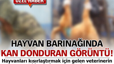 Hayvan Barınağı'nda kan donduran görüntü!
