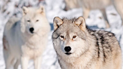 AB'den İsveç'e kurt avı için ültimatom