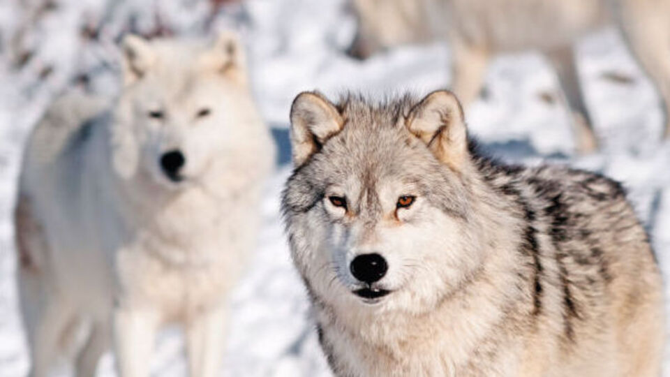 AB'den İsveç'e kurt avı için ültimatom