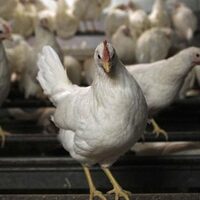 Zehirli tavuklar Türkiye'ye girdi mi?