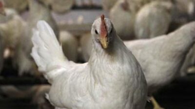 Zehirli tavuklar Türkiye'ye girdi mi?