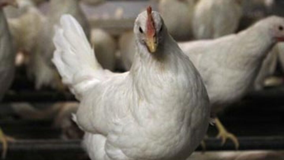 Zehirli tavuklar Türkiye'ye girdi mi?