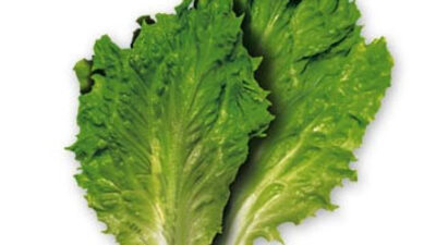 Marul seksi bozuyor!