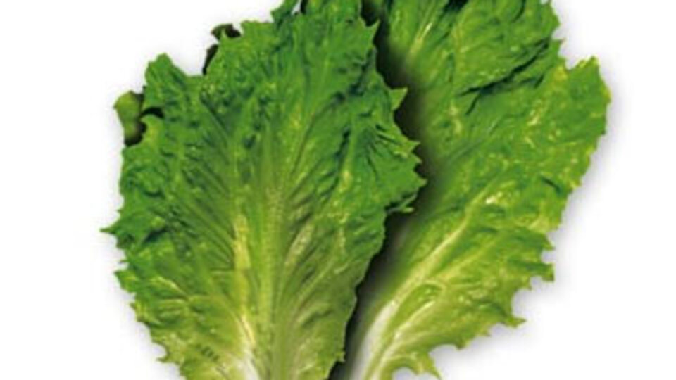 Marul seksi bozuyor!