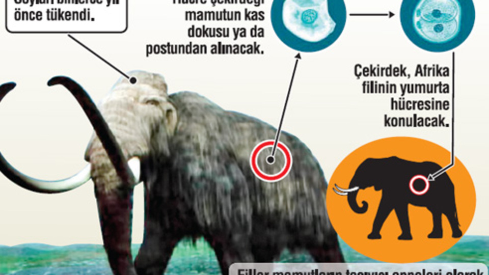 Mamutlar canlanıyor