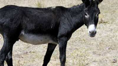 Hayvanlarla cinsel ilişki