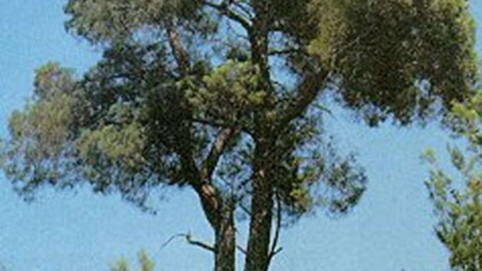 Kabuğunda servet yatıyor!