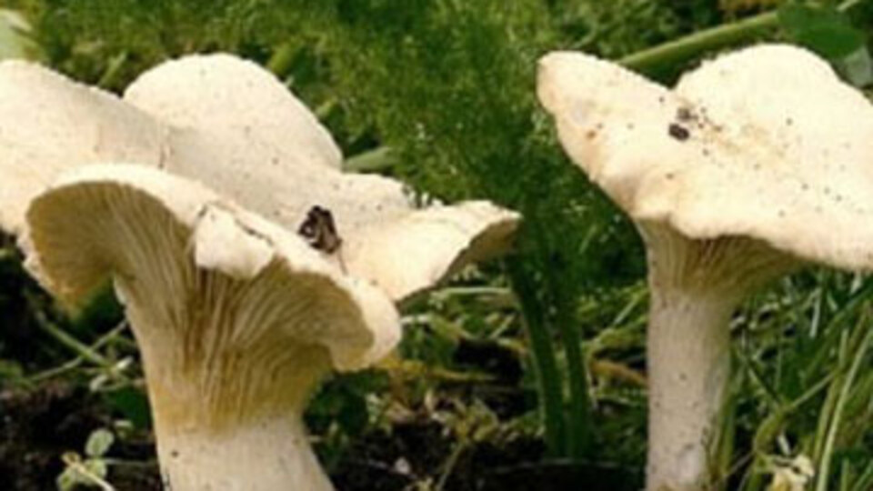 Cinsel gücü artıran mantar