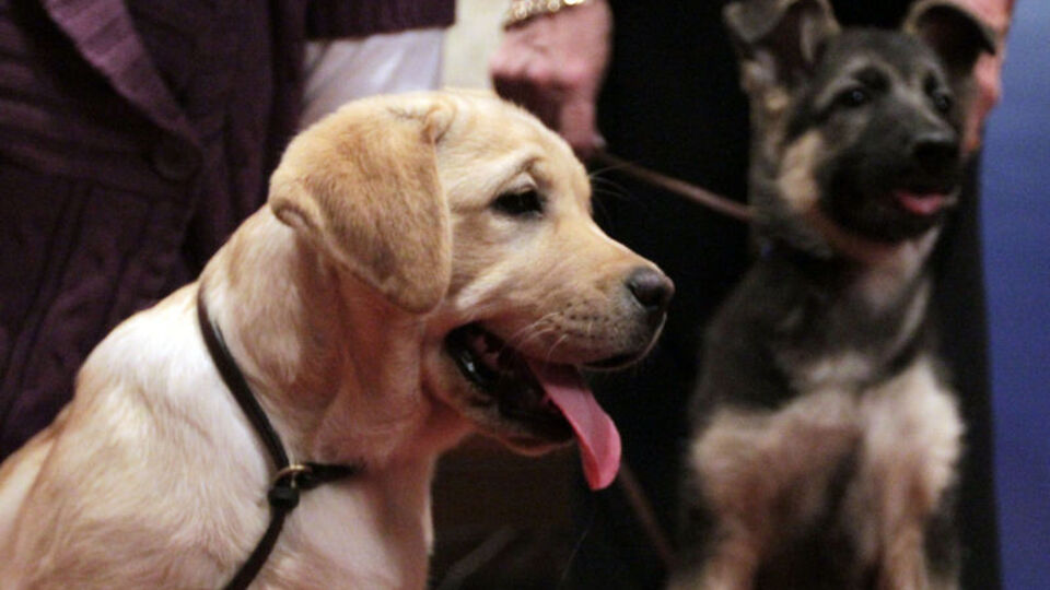 Kanseri köpekler teşhis edecek
