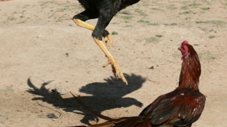 Horoz adamı bıçakladı