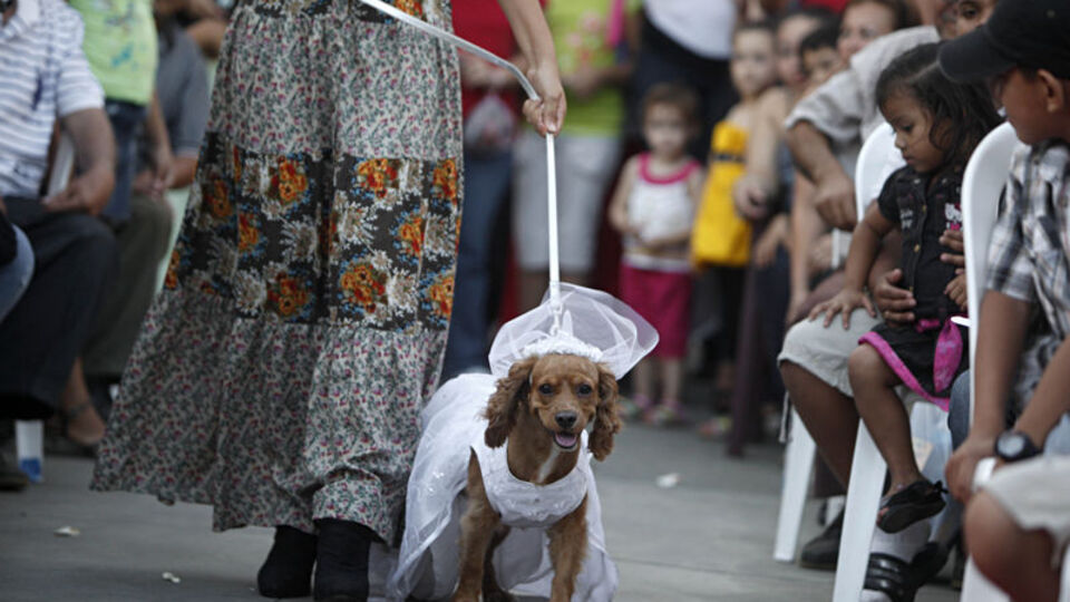 Bu da köpek güzellik yarışması - VİDEO