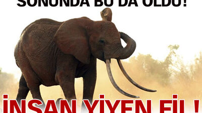 İnsan yiyen fil!