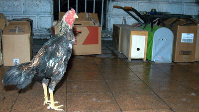 "Çil Horoz" operasyonu