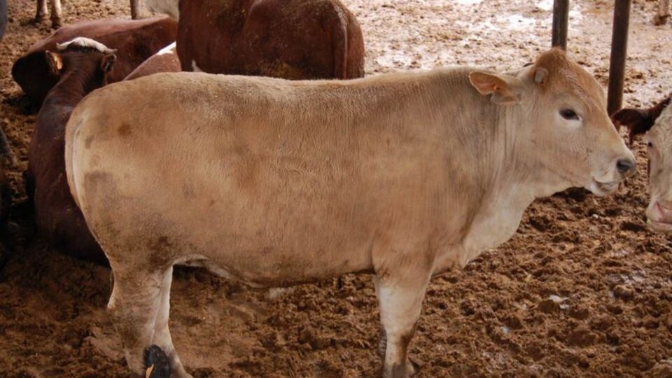 Anguslar akciğer hastalığına yakalandı