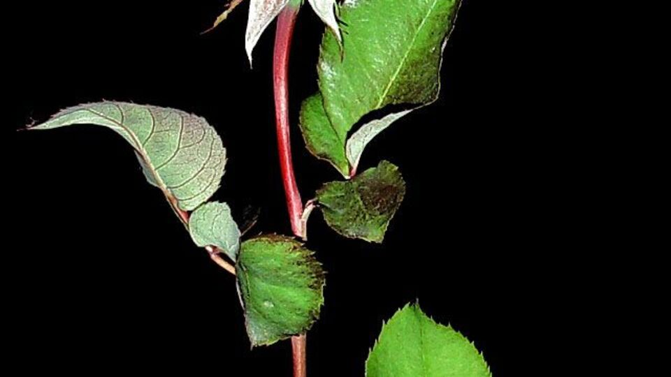 Dikensiz gül gerçek oldu