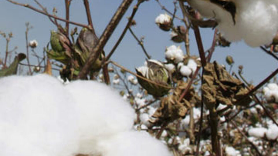 Pamuğa petrol zammı!