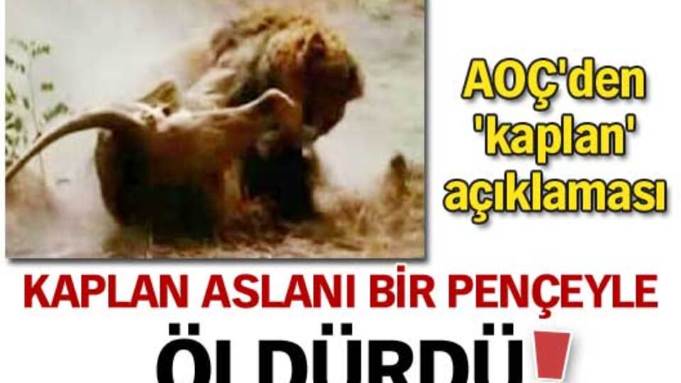 Kaplan aslanı bir pençeyle öldürdü!