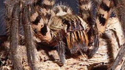 Örümcek ısırığıyla dört saat ereksiyon!