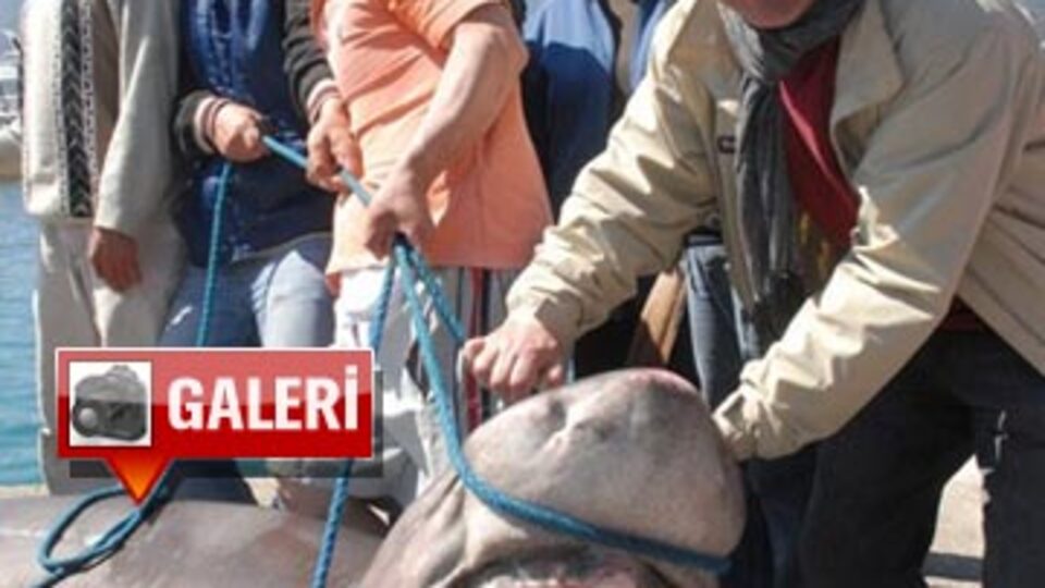 400 kiloluk dev ağlara takıldı! (GALERİ)