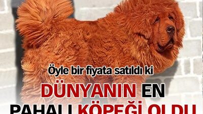 Bu köpek 2.4 milyon TL'ye satıldı