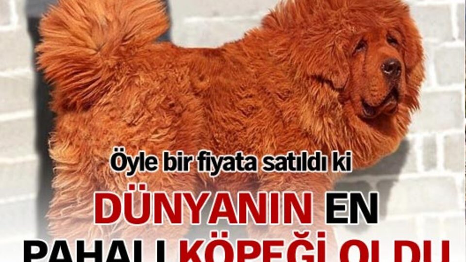 Bu köpek 2.4 milyon TL'ye satıldı
