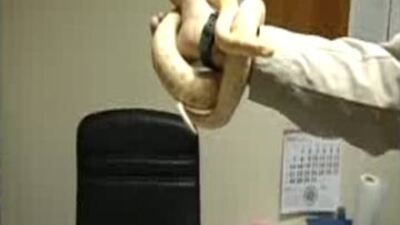 Yılanına el konuldu! VİDEO