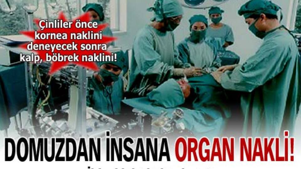 Domuzdan insana organ nakli!