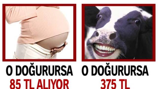 Kadına 85, ineğe 375 lira doğum parası