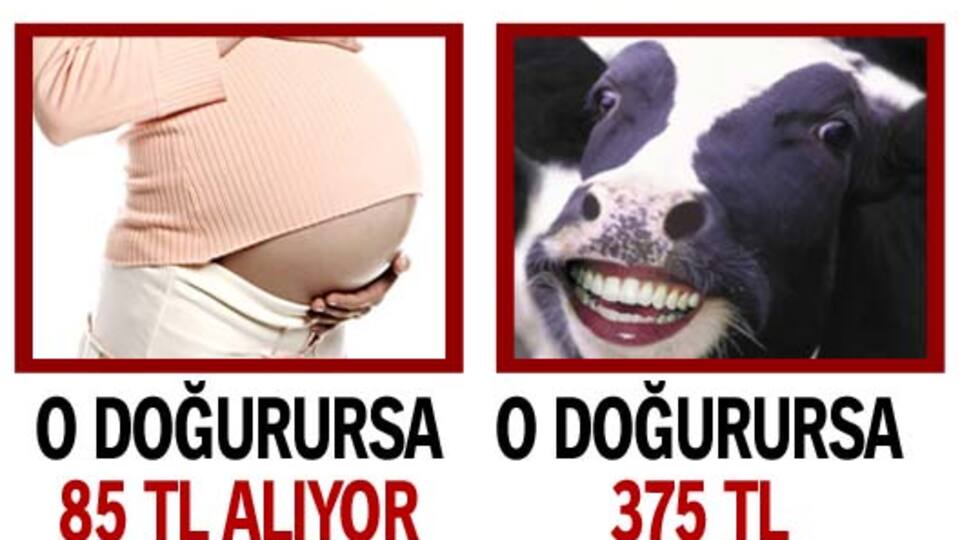 Kadına 85, ineğe 375 lira doğum parası