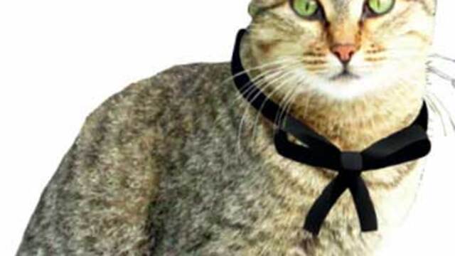 12 Nisan'da tüm kedilere siyah kurdele!