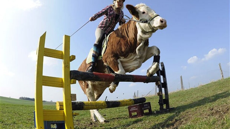 Kendisini at zanneden inek - GALERİ
