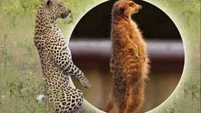 Çöl faresi gibi davranan leopar görüntülendi