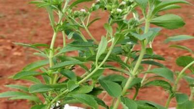 Diyabet hastaları için 'şeker otu' üretiliyor!